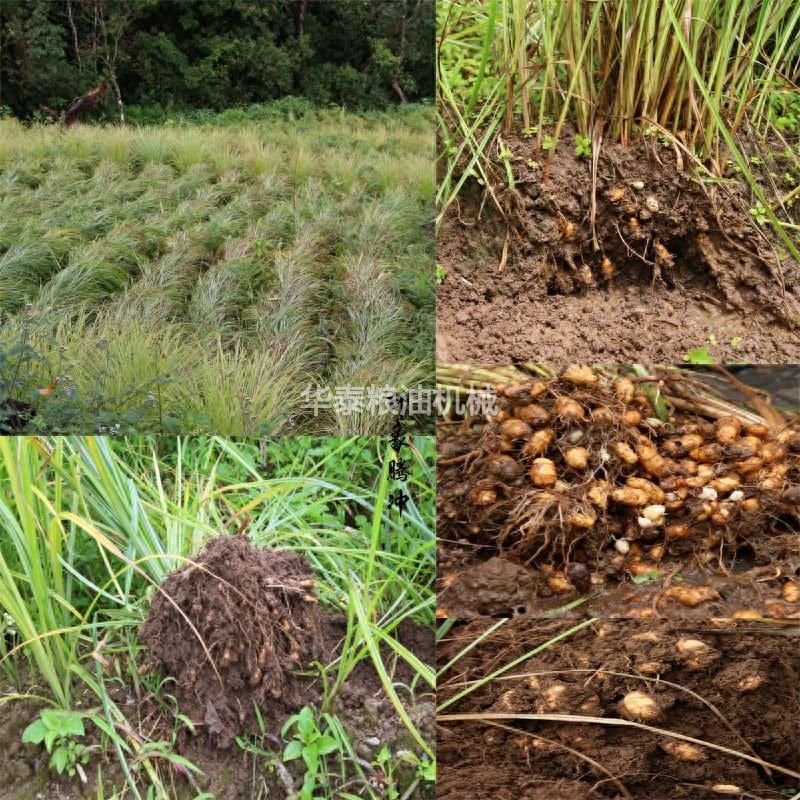 油莎豆榨油機，油莎豆冷榨油設備，油莎豆壓榨生產設備詳細介紹